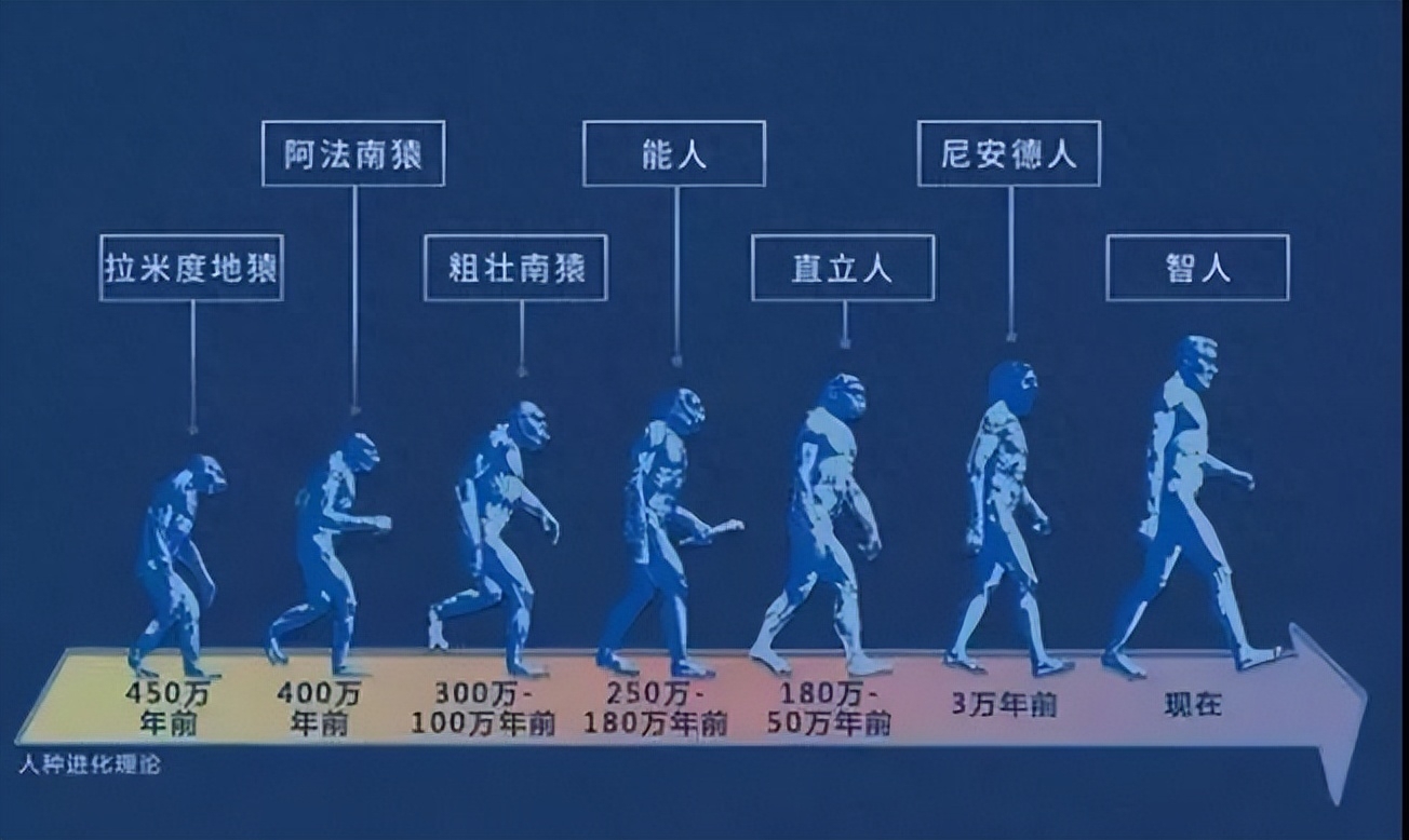 不会！或者说再次进化出人类的可能性只存在理论上